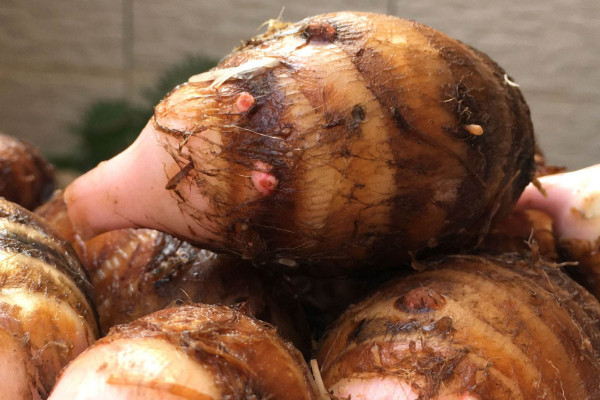 滴水觀音與芋頭的區(qū)別