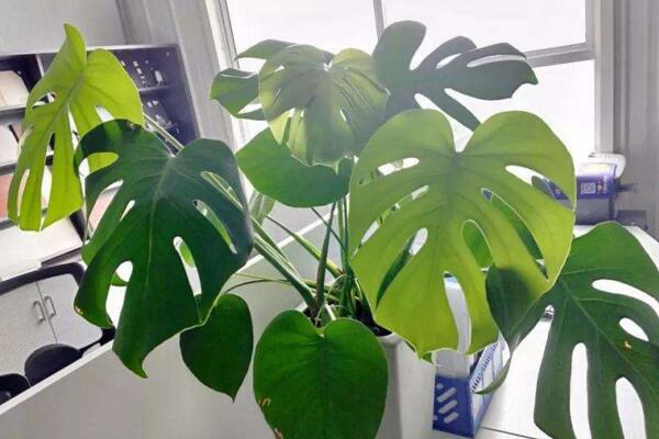 龜背竹的繁殖方法圖解，扦插、分株、播種三種方法