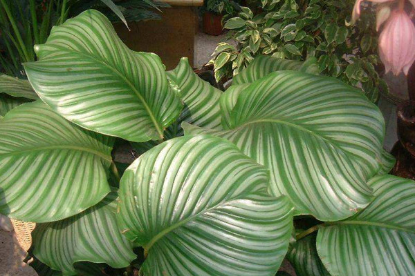 蘋果竹芋怎么長(zhǎng)高