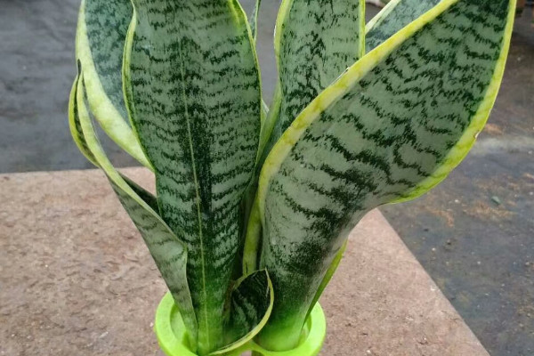 虎皮蘭為什么不長(zhǎng)新芽