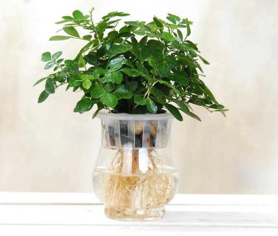 九里香可以水培嗎，九里香水培的養(yǎng)殖方法