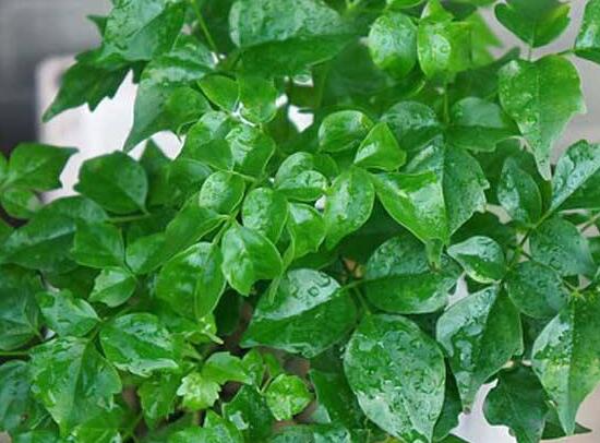 幸福樹擺放禁忌，盤點(diǎn)幸福樹五大擺放禁忌