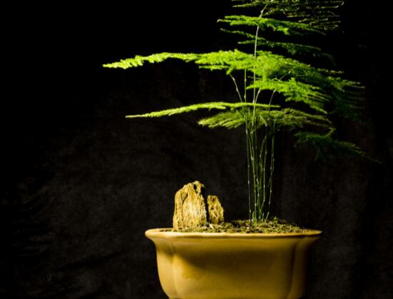 文竹肥料有哪些，餅肥、無(wú)機(jī)復(fù)合肥、液肥為主(枝繁葉茂)