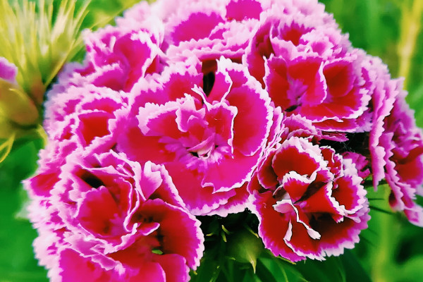 康乃馨根插在水里還是土里能活