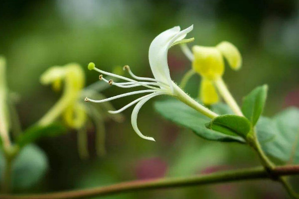 金銀花夏天怎么養(yǎng)