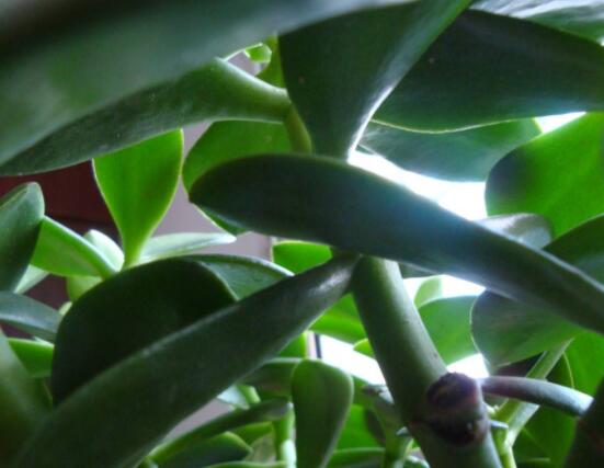 怎么讓玉樹開花，做好這六個(gè)要點(diǎn)便可花開爆盆