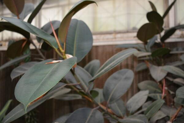 家里養(yǎng)橡皮樹(shù)有什么好處，從觀賞、凈化、風(fēng)水三個(gè)方面來(lái)看