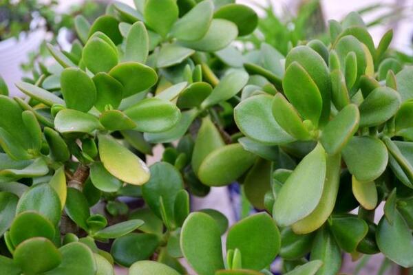 燕子掌葉子發(fā)黃怎么辦，5步即可解決葉子發(fā)黃問題