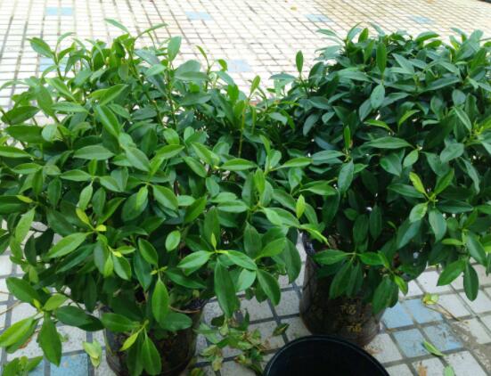 平安樹好養(yǎng)嗎，教你簡(jiǎn)單四種養(yǎng)殖方法/闔家幸福、萬事如意