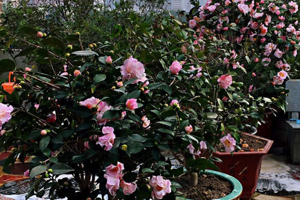 茶花春天不發(fā)芽怎么辦