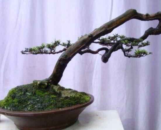 羅漢松造型最佳時(shí)間，每年7-8月份最好(生長(zhǎng)旺盛期)