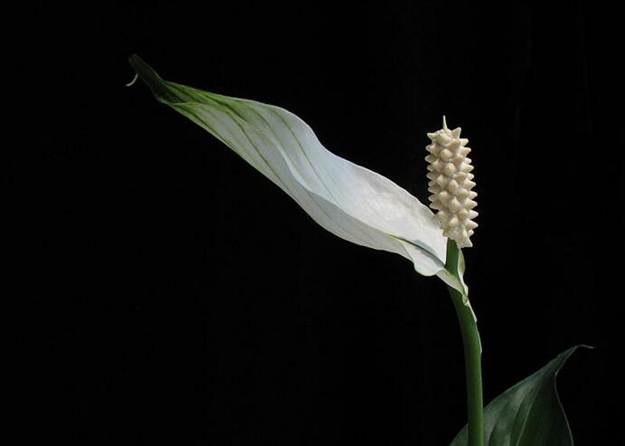 一帆風順花為什么變綠，缺光缺肥是導致綠的罪魁禍首