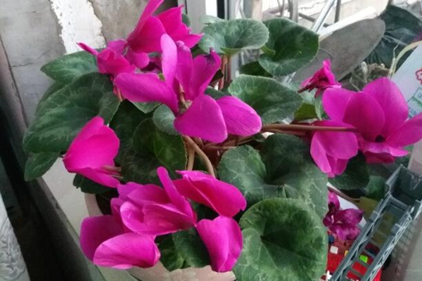 仙客來葉子發(fā)黃莖變軟，找出問題的原因并及時補(bǔ)救