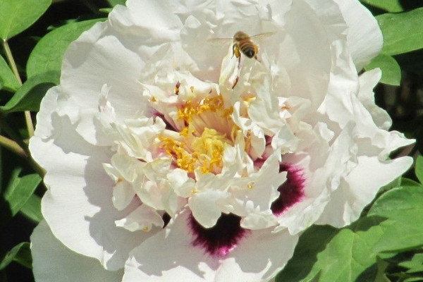 芍藥花冬天要休眠多長時間