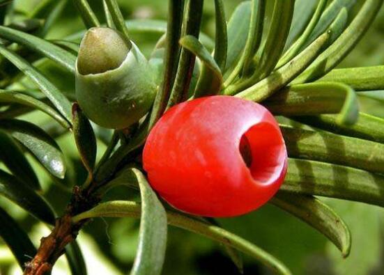 紅豆杉的藥用價(jià)值，盤點(diǎn)紅豆杉六大藥用價(jià)值