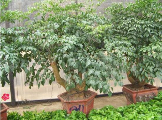 幸福樹水生根技巧，做好四點(diǎn)步驟即可水培爆盆