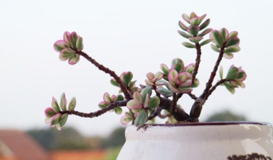 雅樂之舞怎么養(yǎng)才變紅，教你五種最快速變紅好方法