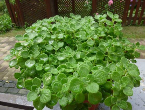 驅(qū)蚊草碰碰香有毒嗎，無毒/凈化空氣、醒腦提神