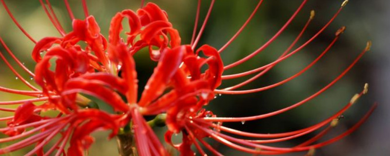 彼岸花與忽地笑的區(qū)別