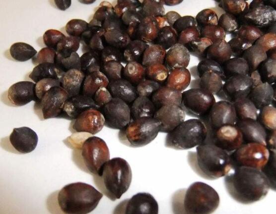 紅豆杉種子怎么種，做好這四點就會生根發(fā)芽