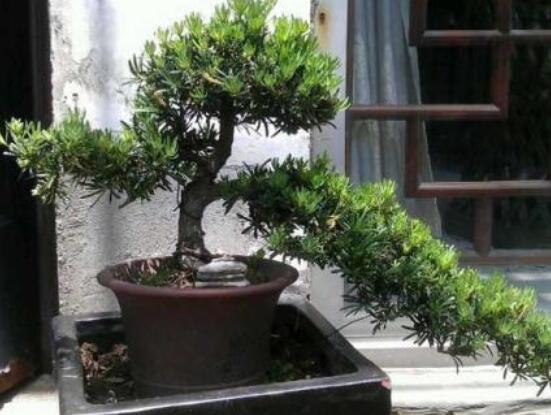 為什么羅漢松慢慢枯萎，做好澆水/保持溫度光照