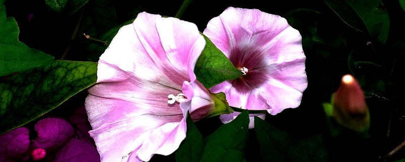 牽?；ǖ陌咨后w有毒嗎