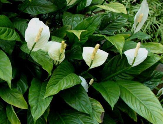 一帆風(fēng)順葉子下垂，四種原因以及解決辦法