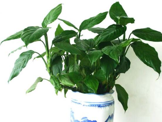 欣賞好看的萬年青圖片，枝葉青翠、紅如珊瑚、艷似瑪瑙