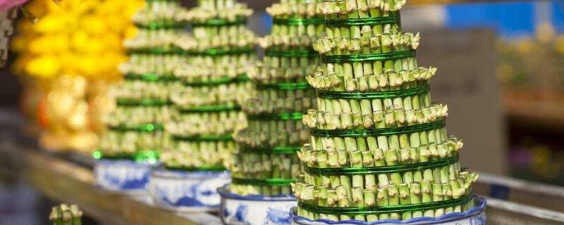 富貴竹土養(yǎng)方法