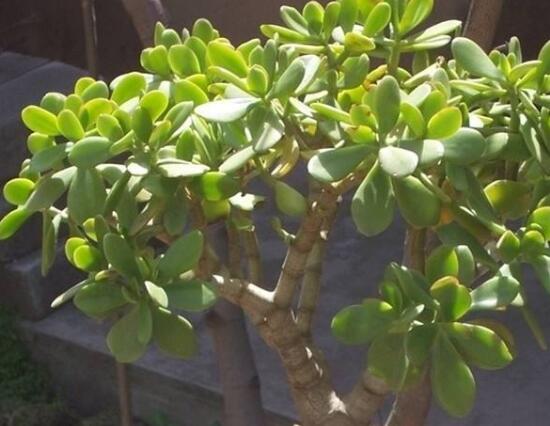 玉樹(shù)葉子發(fā)軟怎么辦，三種原因以及解決辦法