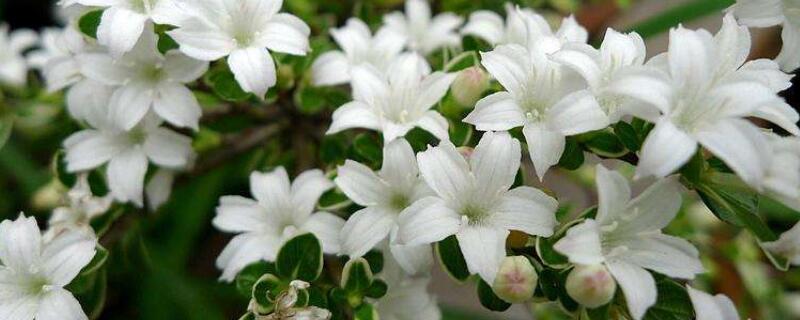 金邊六月雪花語(yǔ)