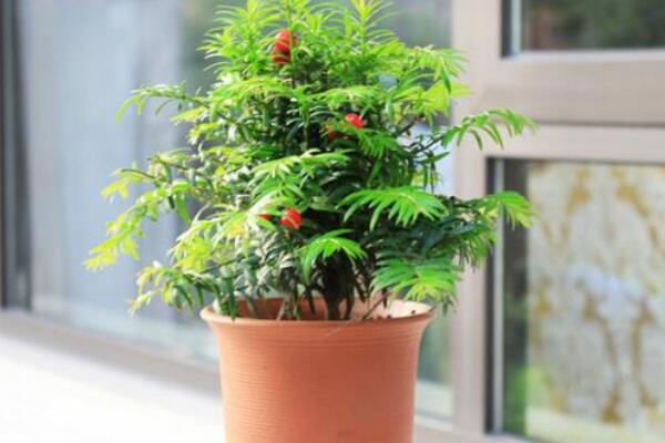 室內(nèi)養(yǎng)殖紅豆杉的方法，家庭養(yǎng)殖紅豆杉的五個要點