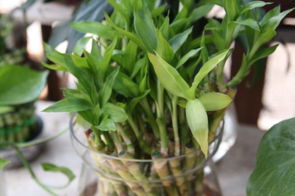 養(yǎng)富貴竹妙招，水培養(yǎng)殖的方法最棒