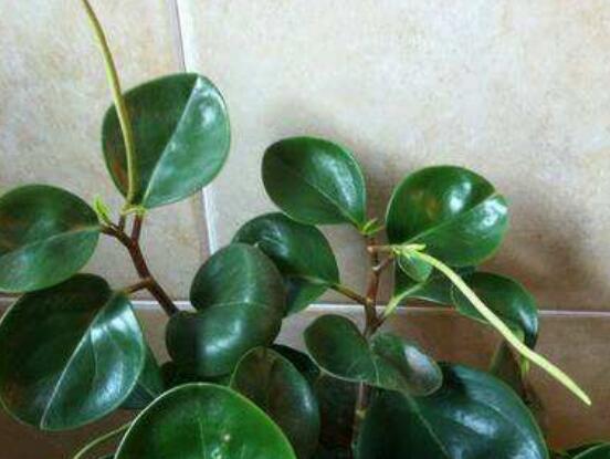 小碧玉怎么養(yǎng)，教你七種簡單易學基本方法