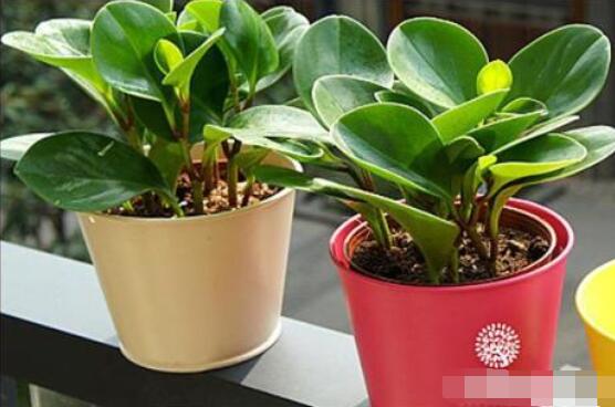 紫邊碧玉的作用以及花語，凈化空氣、活血止痛、跌打損傷