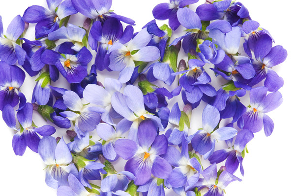 紫羅蘭長(zhǎng)的太長(zhǎng)了怎么辦