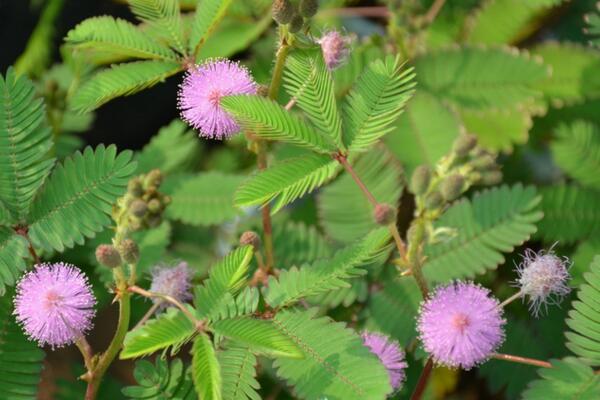 如何避免含羞草毒性，加強通風且避免長期接觸