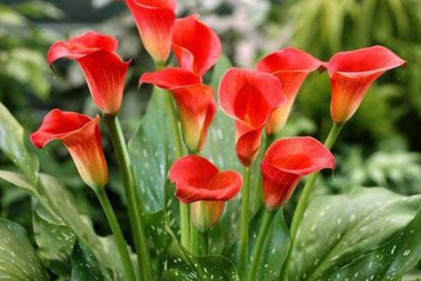 彩色馬蹄蓮怎么繁殖