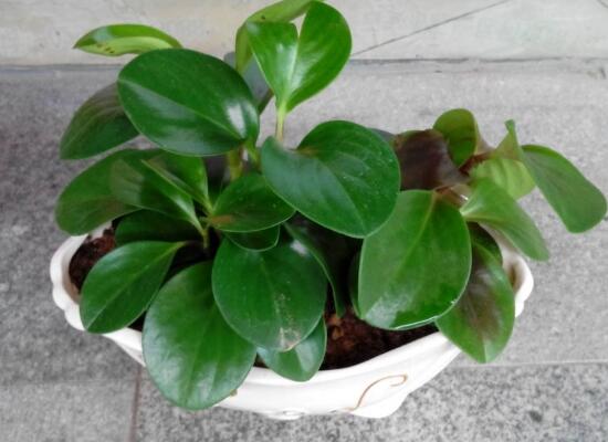 碧玉葉子發(fā)黃怎么辦，教你五步讓它重新恢復(fù)生機(jī)