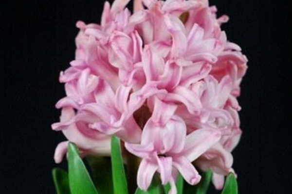 風(fēng)信子什么時(shí)候種植