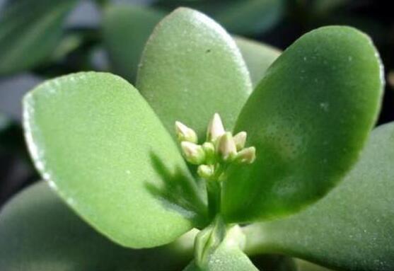 燕子掌的修剪方法，保留主枝反復摘心(春秋生長期)