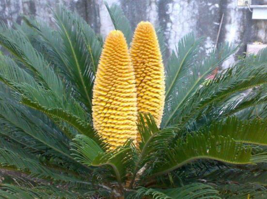 鐵樹(shù)開(kāi)花好不好，象征著幸福、吉祥、富貴