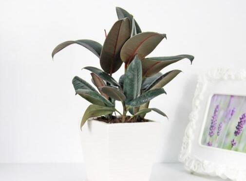 橡皮樹的副作用，對(duì)人體沒(méi)有特別大的傷害