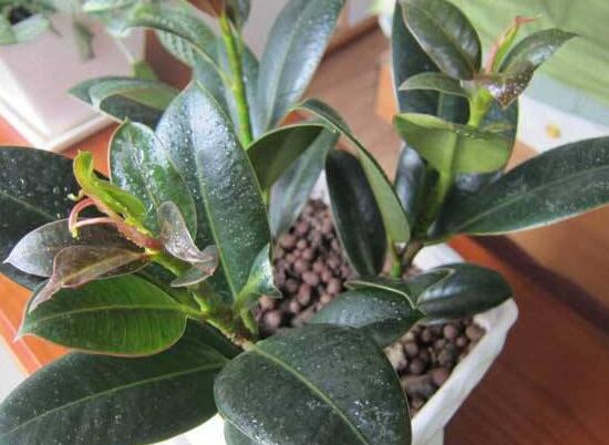 橡皮樹的扦插方法，做好四大步驟成活率百分百