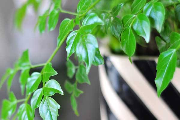 平安樹(shù)用什么肥料好，枝繁葉茂氮磷鉀肥