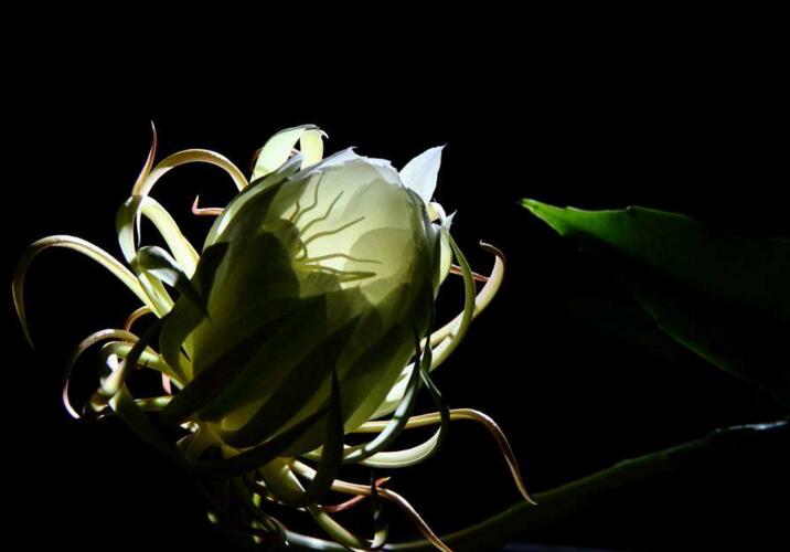 曇花象征著什么意思，稍縱即逝的永恒