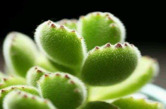 熊童子葉子發(fā)軟怎么辦，總結(jié)最實(shí)用三種解決方法