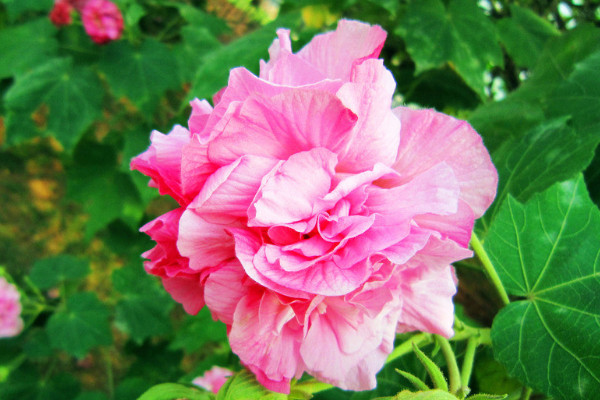 芙蓉花根部發(fā)黑是怎么回事