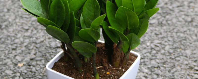 金錢樹春天可以放在室外養(yǎng)嗎