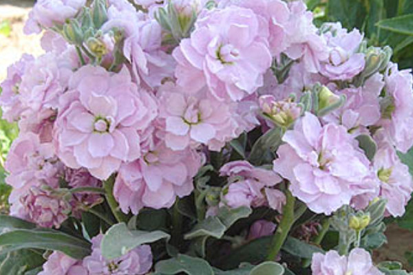 紫羅蘭冬天開(kāi)花嗎